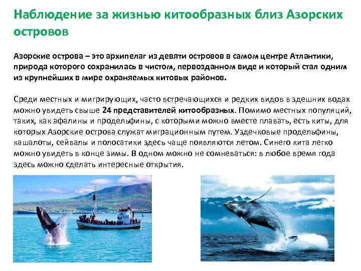 Наблюдение за жизнью китообразных близ Азорских островов Азорские острова – это архипелаг из девяти