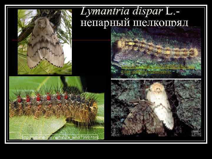 Lymantria dispar L. - непарный шелкопряд http: //mytashkent. uz/2012/06/12/komikstriller-iz-zhizni-sozdaniya-sneuklyuzhim-imenem-neparnyiyshelkopryad/ http: //batanik-mir. ru/nature_wild/7999. html 