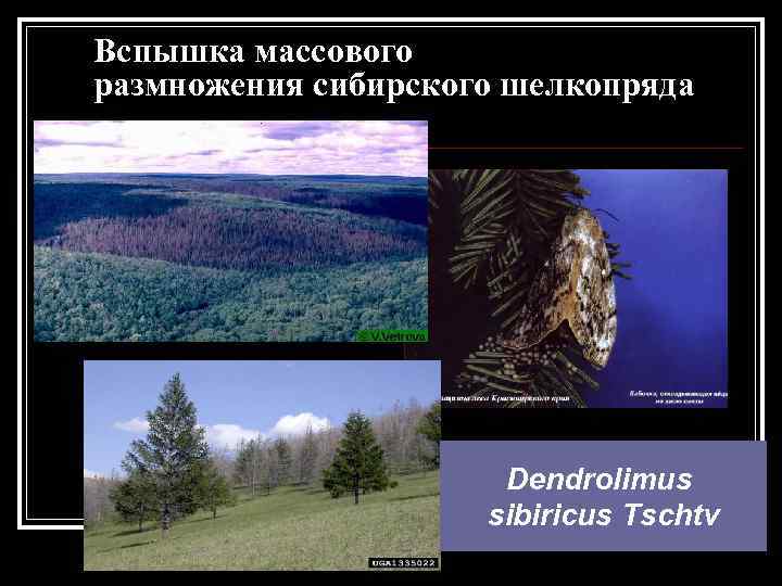 Вспышка массового размножения сибирского шелкопряда Dendrolimus sibiricus Tschtv 