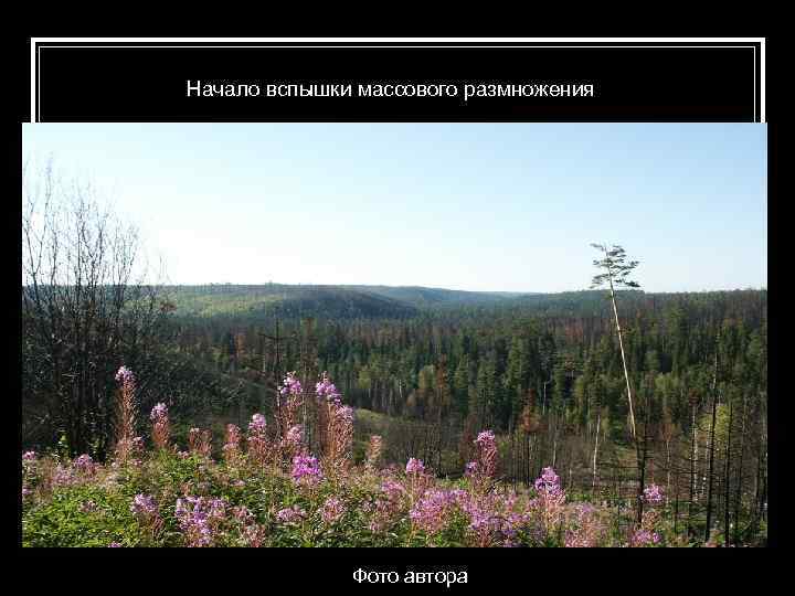 Начало вспышки массового размножения Фото автора 