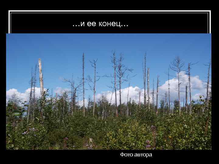 …и ее конец… Фото автора 