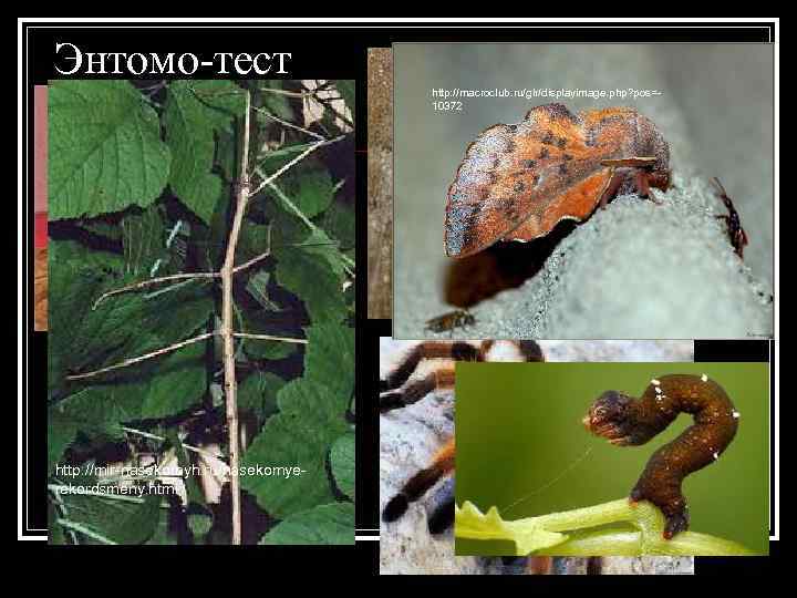 Энтомо-тест http: //www. oprirode. com/photo/61 http: //mir-nasekomyh. ru/nasekomyerekordsmeny. html http: //animalreader. ru/paukhttp: //macroclub. ru/glr/displayimage.