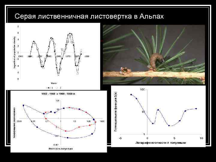 Серая лиственничная листовертка в Альпах 