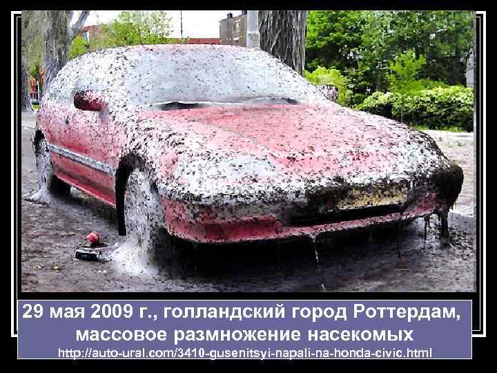 29 мая 2009 г. , голландский город Роттердам, массовое размножение насекомых http: //auto-ural. com/3410