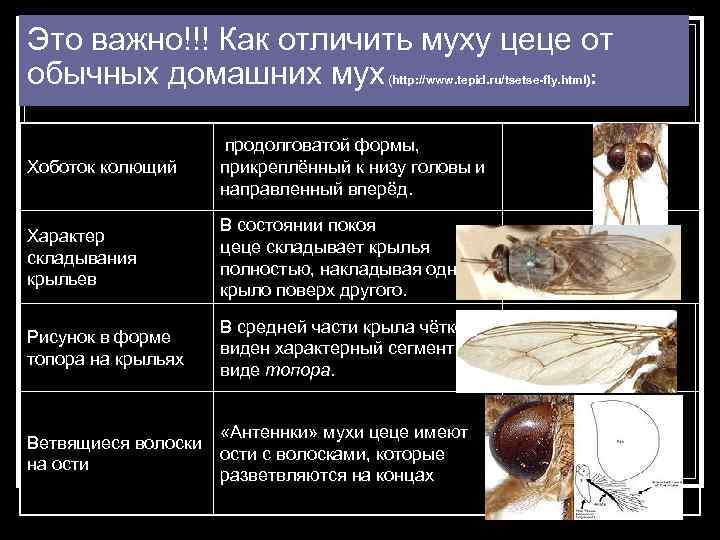 Это важно!!! Как отличить муху цеце от обычных домашних мух : (http: //www. tepid.
