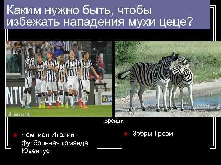 Каким нужно быть, чтобы избежать нападения мухи цеце? Брейди n Чемпион Италии - футбольная