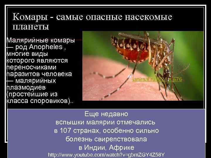 Комары - самые опасные насекомые планеты Малярийные комары — род Anopheles , многие виды
