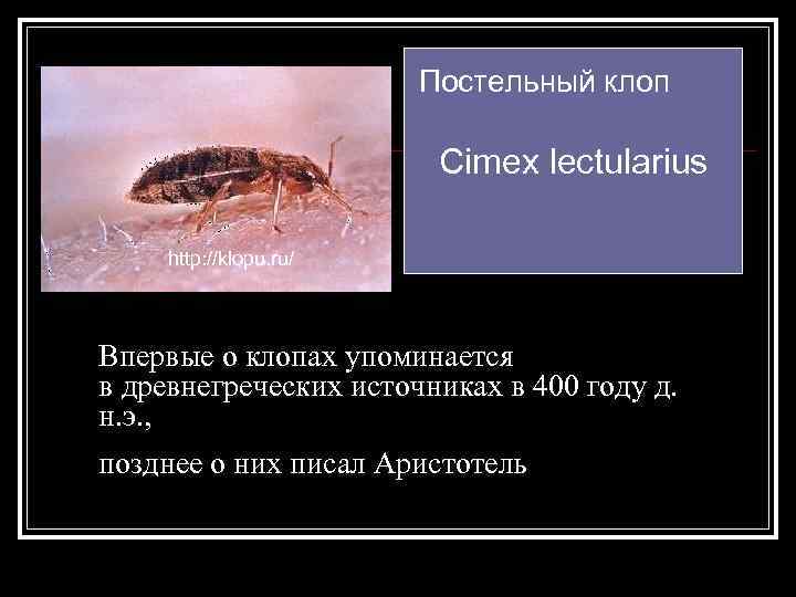 Постельный клоп Cimex lectularius http: //klopu. ru/ Впервые о клопах упоминается в древнегреческих источниках