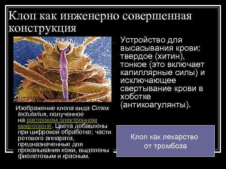 Клоп как инженерно совершенная конструкция https: //upload. wikimedia. org/wikipedia/common s/d/d 3/CDC _11739_Cimex_lectularius_SEM. jpg Изображение