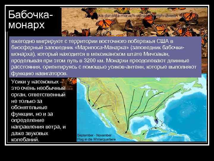 Бабочкамонарх http: //www. zooblog. ru/photo/insects/5195 babochka-danaida-monarh-odna-iz-samyh-izvestn ежегодно мигрируют с территории восточного побережья США в