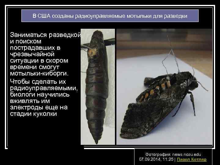 В США созданы радиоуправляемые мотыльки для разведки Заниматься разведкой и поиском пострадавших в чрезвычайной
