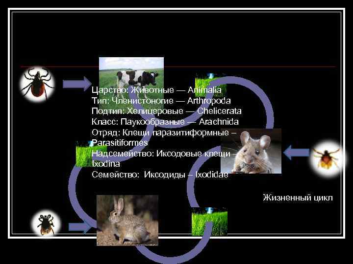 Царство: Животные — Animalia Тип: Членистоногие — Arthropoda Подтип: Хелицеровые — Chelicerata Класс: Паукообразные