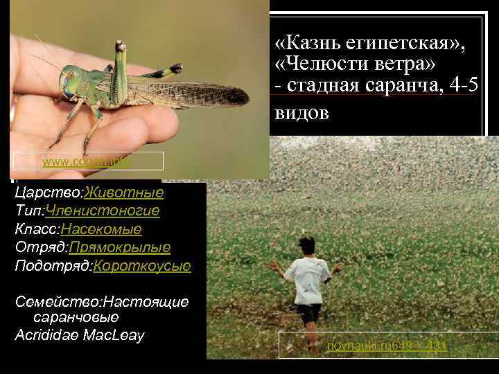  «Казнь египетская» , «Челюсти ветра» - стадная саранча, 4 -5 видов www. copah.