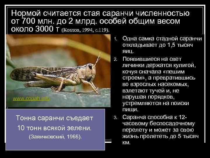 Нормой считается стая саранчи численностью от 700 млн. до 2 млрд. особей общим весом