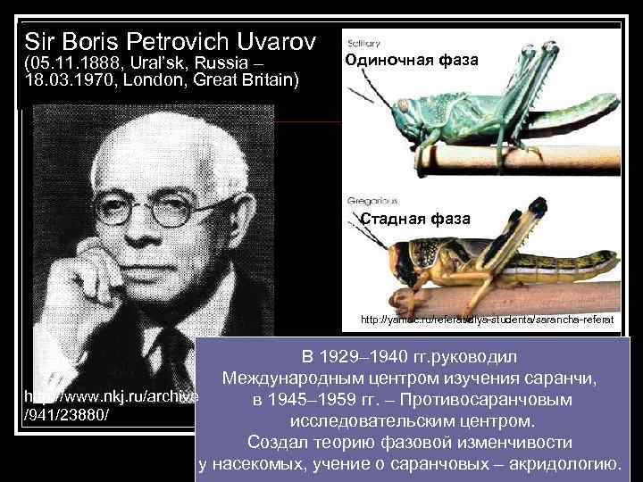 Sir Boris Petrovich Uvarov (05. 11. 1888, Ural’sk, Russia – 18. 03. 1970, London,