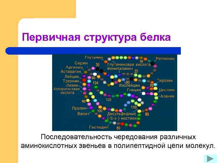 Первичная структура белка Последовательность чередования различных аминокислотных звеньев в полипептидной цепи молекул. 