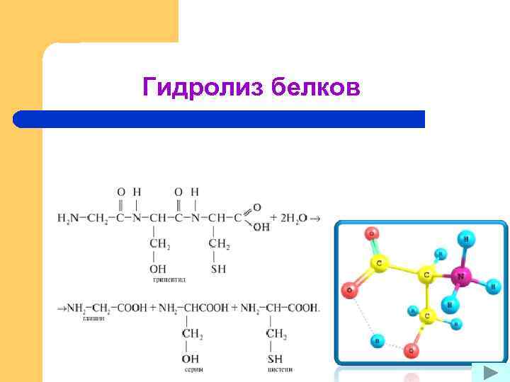 Гидролиз белков 