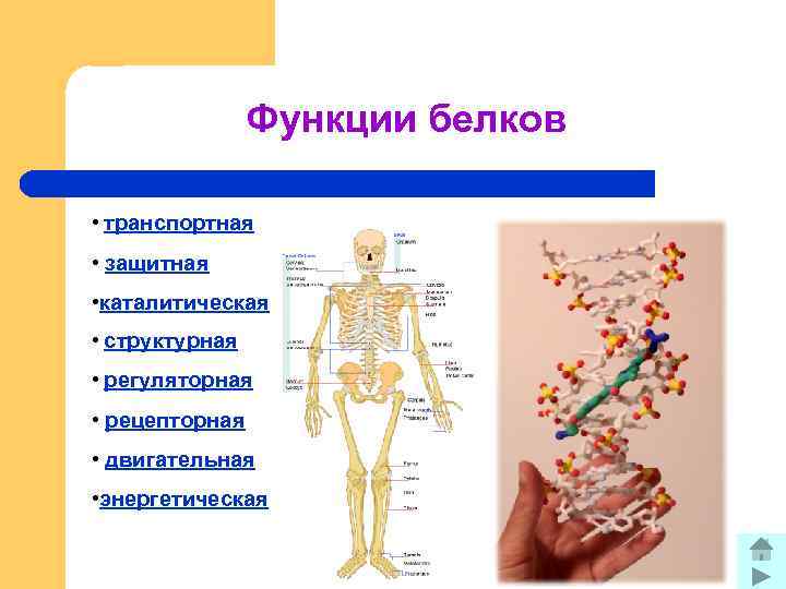 Энергетическая функция белка