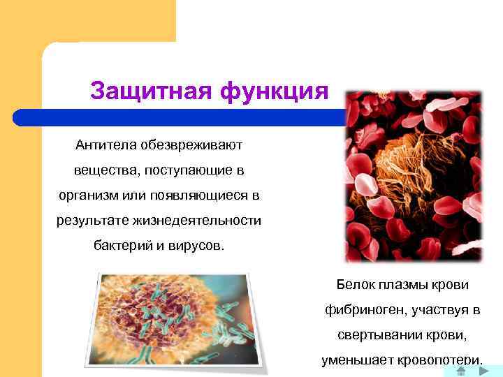 Защитная функция Антитела обезвреживают вещества, поступающие в организм или появляющиеся в результате жизнедеятельности бактерий