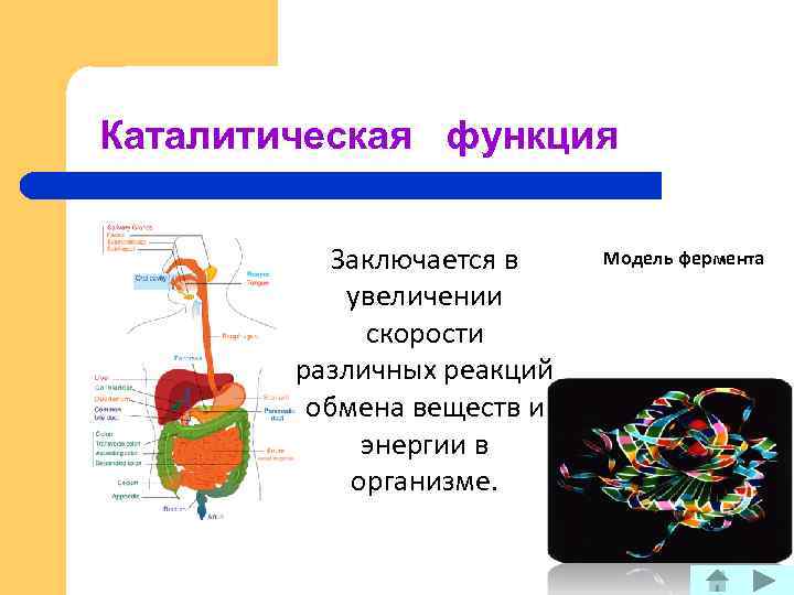 Каталитическая функция Заключается в увеличении скорости различных реакций обмена веществ и энергии в организме.
