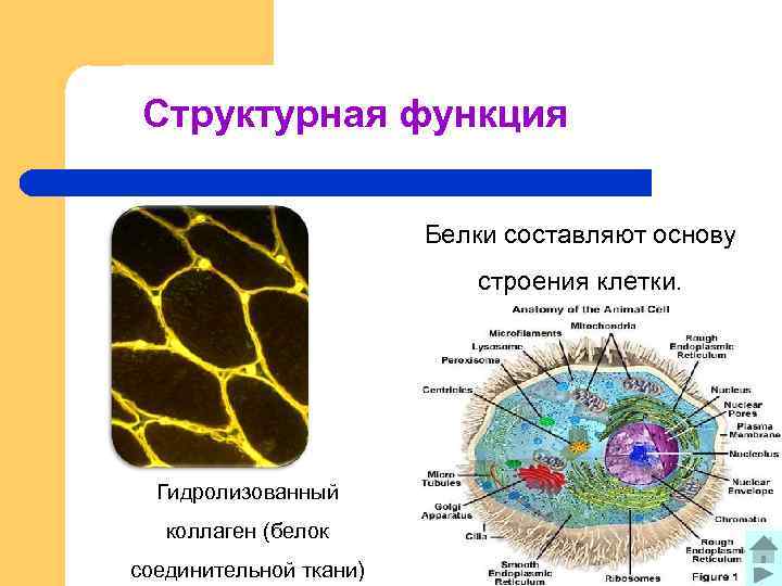 Структурная функция Белки составляют основу строения клетки. Гидролизованный коллаген (белок соединительной ткани) 