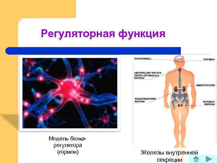 Регуляторная функция Модель белкарегулятора (гормон) Железы внутренней секреции 