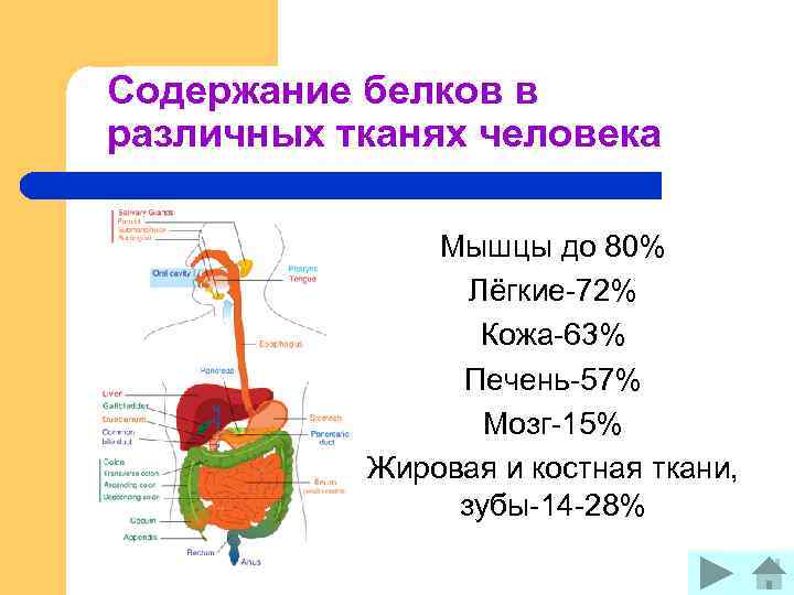 Содержание белков в различных тканях человека Мышцы до 80% Лёгкие-72% Кожа-63% Печень-57% Мозг-15% Жировая
