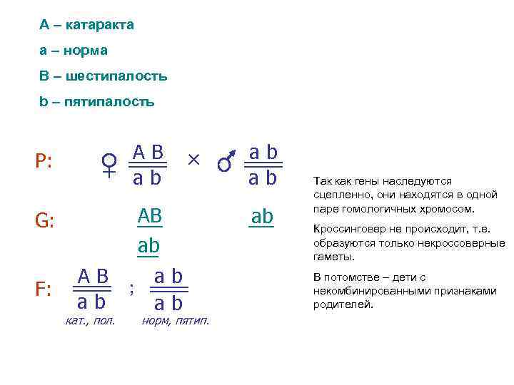 А – катаракта а – норма В – шестипалость b – пятипалость AB аb