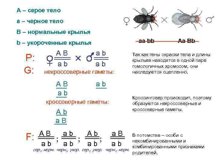 А – серое тело а – черное тело В – нормальные крылья aa bb