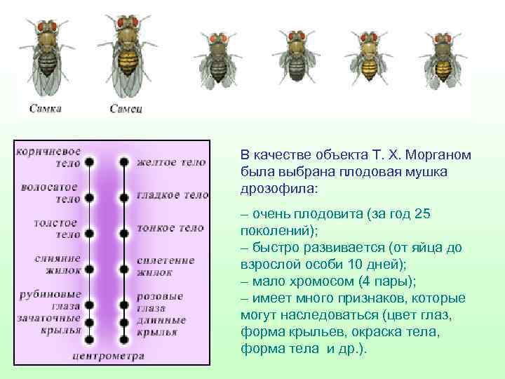 В качестве объекта Т. Х. Морганом была выбрана плодовая мушка дрозофила: – очень плодовита