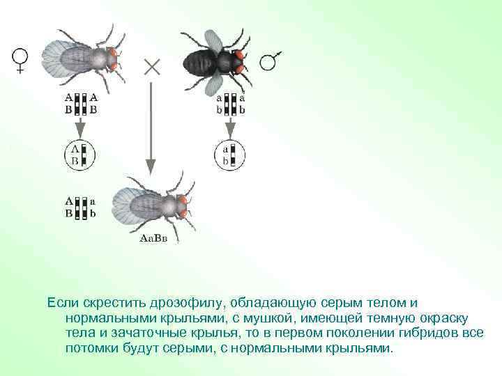 Если скрестить дрозофилу, обладающую серым телом и нормальными крыльями, с мушкой, имеющей темную окраску