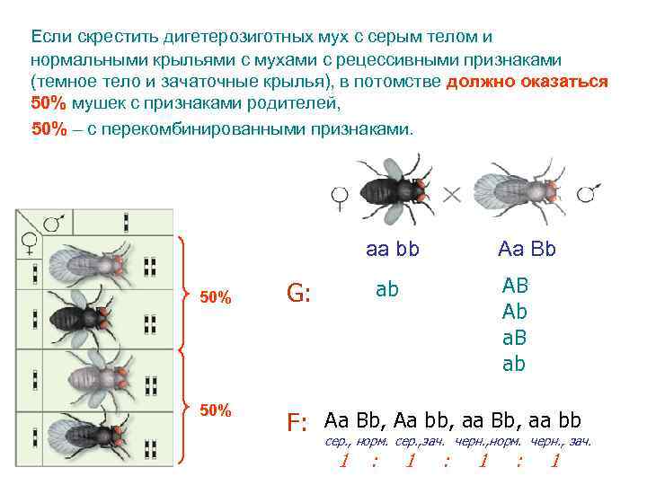 Если скрестить дигетерозиготных мух с серым телом и нормальными крыльями с мухами с рецессивными