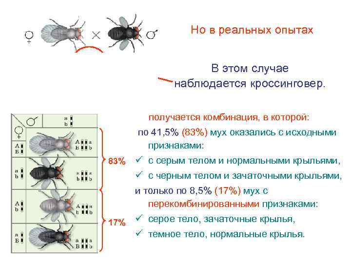 Но в реальных опытах В этом случае наблюдается кроссинговер. получается комбинация, в которой: по