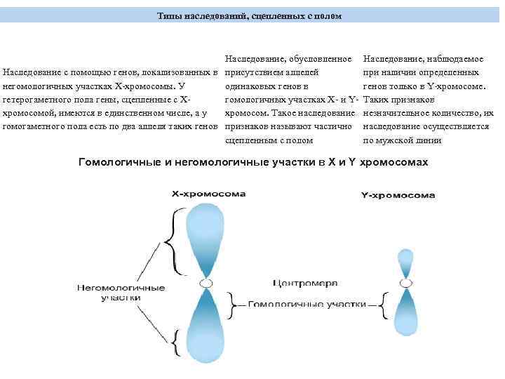 Типы наследований, сцепленных с полом Наследование, обусловленное Наследование с помощью генов, локализованных в присутствием