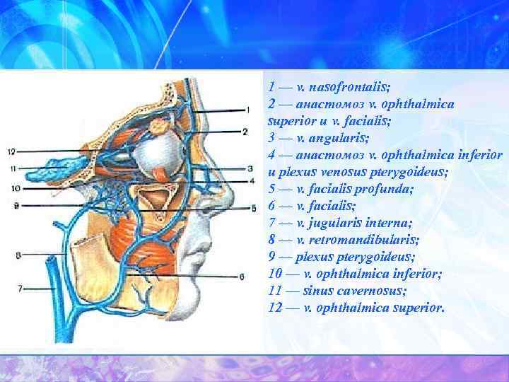 1 — v. nasofrontalis; 2 — анастомоз v. ophthalmica superior и v. facialis; 3