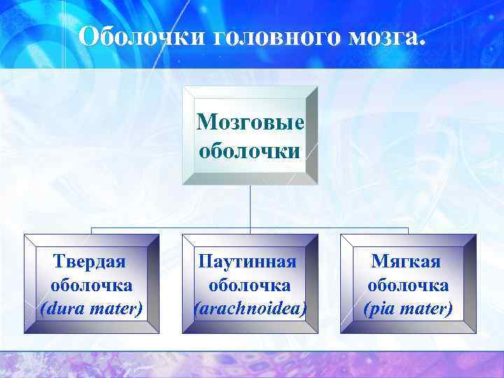 Оболочки головного мозга. Мозговые оболочки Твердая оболочка (dura mater) Паутинная оболочка (arachnoidea) Мягкая оболочка