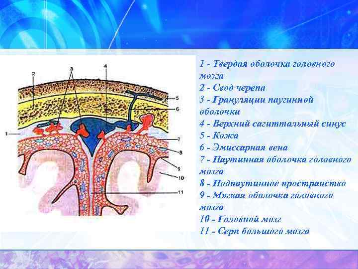 1 оболочки головного мозга. Грануляции паутинной оболочки: строение. Мягкая оболочка головного мозга латынь. Паутинная оболочка головного мозга анатомия. Оболочки головного мозга и их производные анатомия.