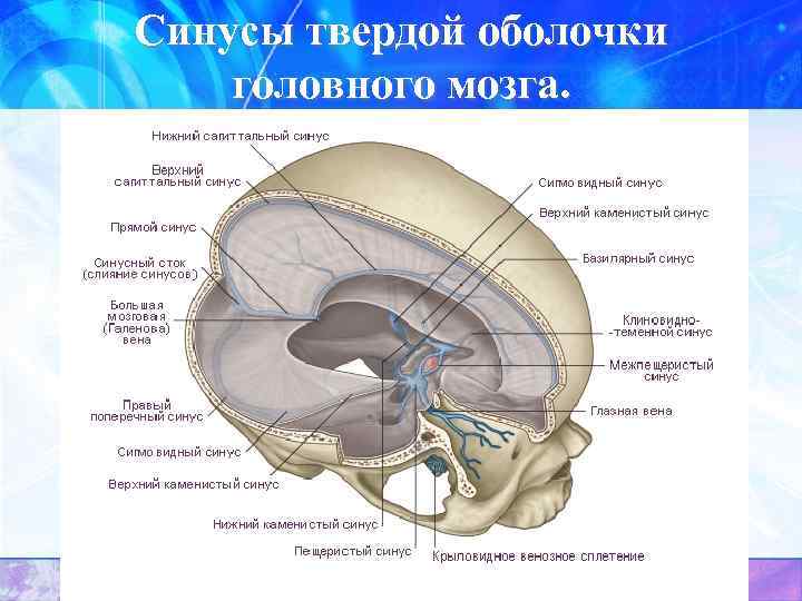 Синусы твердой оболочки головного мозга. 