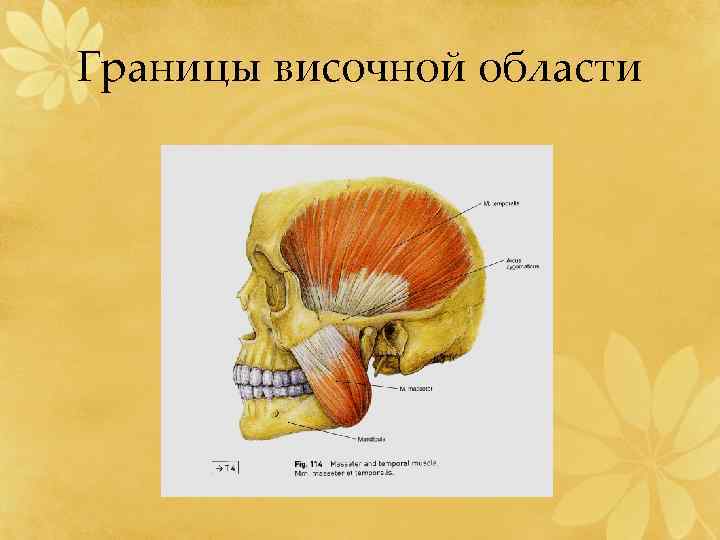 Границы височной области 