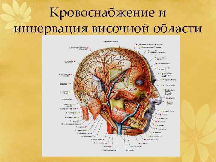 Кровоснабжение и иннервация височной области 