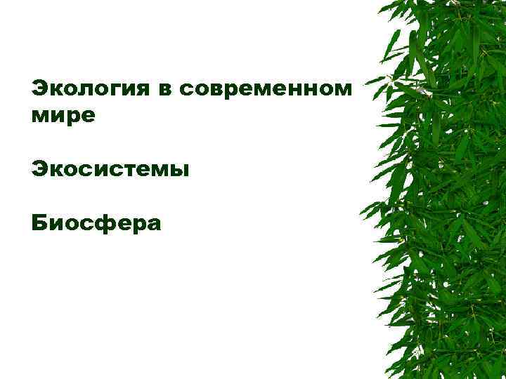 Экология в современном мире Экосистемы Биосфера 
