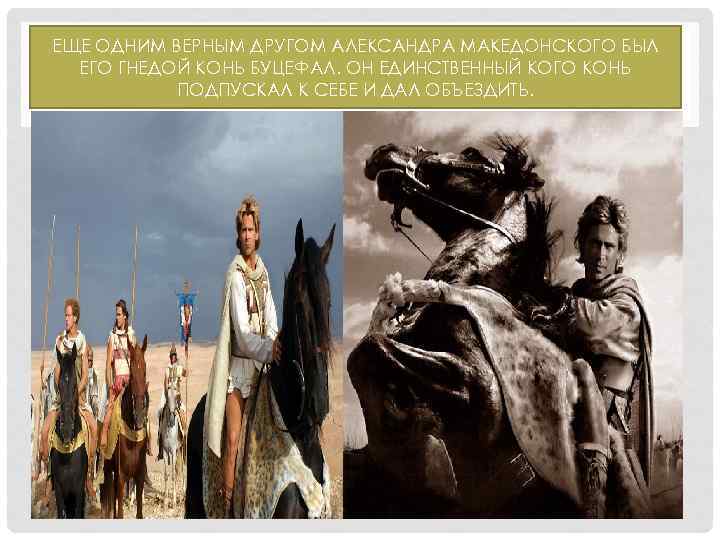 ЕЩЕ ОДНИМ ВЕРНЫМ ДРУГОМ АЛЕКСАНДРА МАКЕДОНСКОГО БЫЛ ЕГО ГНЕДОЙ КОНЬ БУЦЕФАЛ. ОН ЕДИНСТВЕННЫЙ КОГО