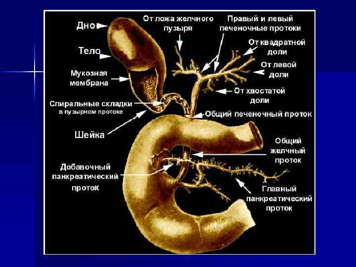 Сегменты холедоха схема