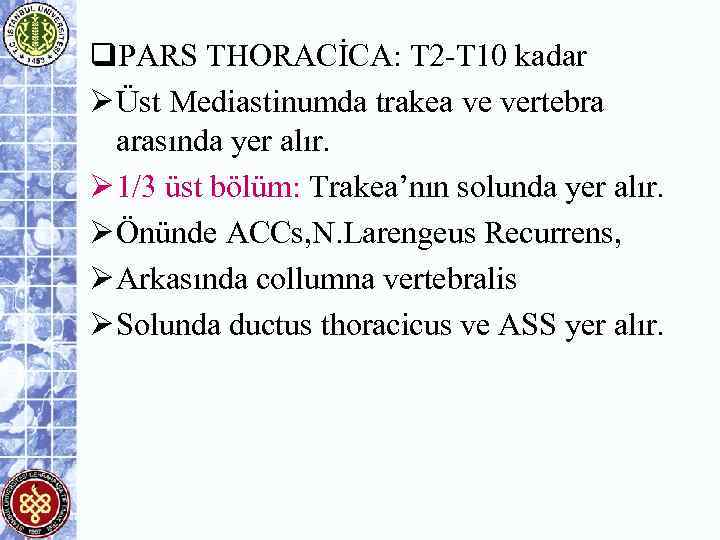 q. PARS THORACİCA: T 2 -T 10 kadar Ø Üst Mediastinumda trakea ve vertebra