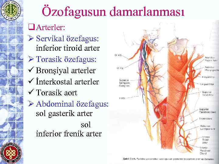 Özofagusun damarlanması q Arterler: Ø Servikal özefagus: inferior tiroid arter Ø Torasik özefagus: ü