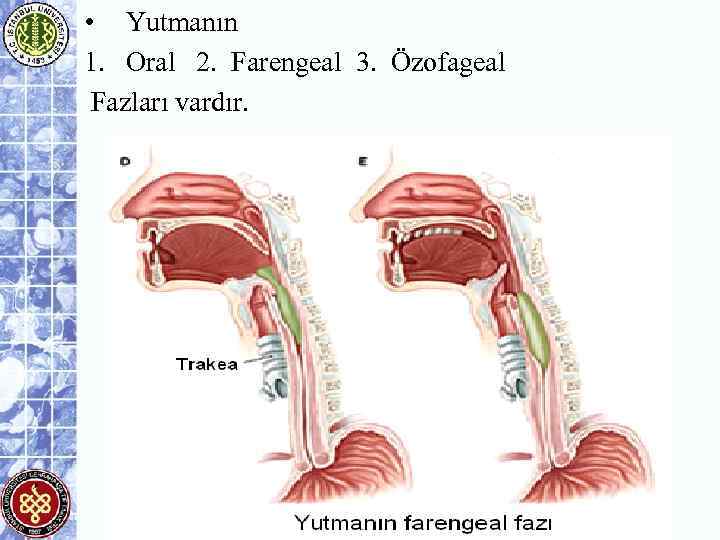  • Yutmanın 1. Oral 2. Farengeal 3. Özofageal Fazları vardır. 