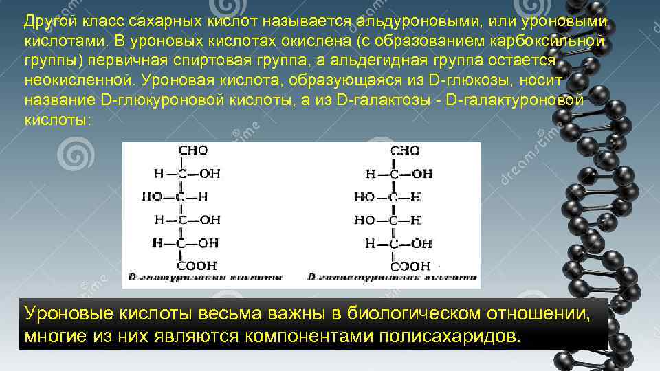 Другой класс сахарных кислот называется альдуроновыми, или уроновыми кислотами. В уроновых кислотах окислена (с