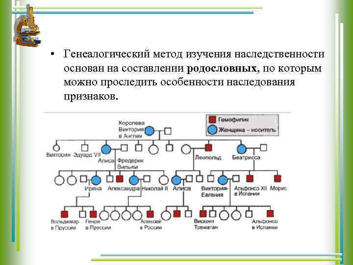 Правила графического изображения родословной клинико генеалогического метода