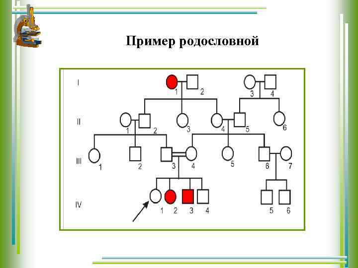 По родословной представленной на рисунке установите характер наследования признака маленькие глаза