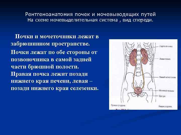 Рентгеноанатомия почек и мочевыводящих путей На схеме мочевыделительная система , вид спереди. Почки и